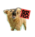 雑種のむーやん（個別スタンプ：10）