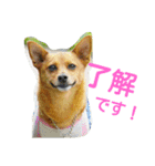 雑種のむーやん（個別スタンプ：14）
