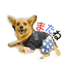 雑種のむーやん（個別スタンプ：15）