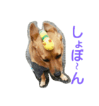 雑種のむーやん（個別スタンプ：16）