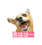 雑種のむーやん（個別スタンプ：18）