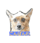 雑種のむーやん（個別スタンプ：19）