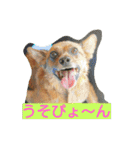 雑種のむーやん（個別スタンプ：22）