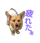 雑種のむーやん（個別スタンプ：25）
