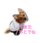 雑種のむーやん（個別スタンプ：26）