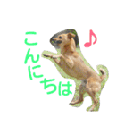 雑種のむーやん（個別スタンプ：28）
