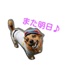 雑種のむーやん（個別スタンプ：32）