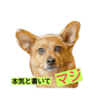雑種のむーやん（個別スタンプ：33）