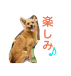 雑種のむーやん（個別スタンプ：34）