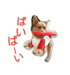 雑種のむーやん（個別スタンプ：36）