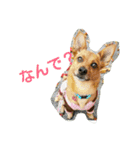 雑種のむーやん（個別スタンプ：37）