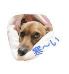 雑種のむーやん（個別スタンプ：40）