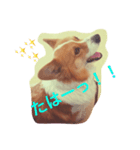 かわいいりょうたろう（個別スタンプ：5）