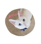 fumifumi 1（個別スタンプ：1）