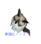 すもっち（個別スタンプ：1）
