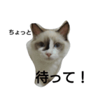 すもっち（個別スタンプ：2）