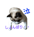 すもっち（個別スタンプ：6）