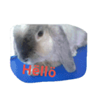 bunny rabbitzilla（個別スタンプ：1）