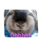 bunny rabbitzilla（個別スタンプ：13）