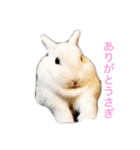 真っ白うさぎ ！！！（個別スタンプ：2）