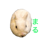 真っ白うさぎ ！！！（個別スタンプ：3）