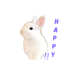 真っ白うさぎ ！！！（個別スタンプ：5）