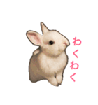 真っ白うさぎ ！！！（個別スタンプ：6）