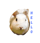真っ白うさぎ ！！！（個別スタンプ：7）