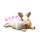 真っ白うさぎ ！！！（個別スタンプ：8）