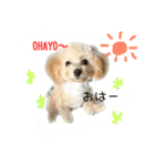 komugistyle（個別スタンプ：6）
