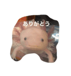 ウーパールーパー  佐藤さん（個別スタンプ：2）
