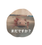 ウーパールーパー  佐藤さん（個別スタンプ：3）