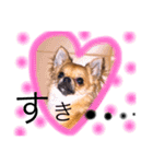 チワワのプリン（個別スタンプ：2）