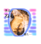 チワワのプリン（個別スタンプ：7）