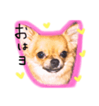 チワワのプリン（個別スタンプ：9）