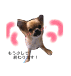 チワワのプリン（個別スタンプ：15）