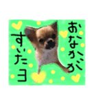 チワワのプリン（個別スタンプ：16）