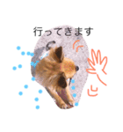 チワワのプリン（個別スタンプ：17）