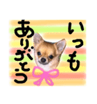 チワワのプリン（個別スタンプ：18）