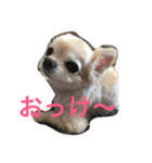 きもち犬（個別スタンプ：1）
