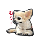 きもち犬（個別スタンプ：2）