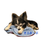 きもち犬（個別スタンプ：4）