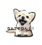 きもち犬（個別スタンプ：5）