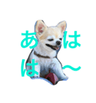 きもち犬（個別スタンプ：6）