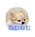 きもち犬（個別スタンプ：7）