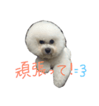 marubin（個別スタンプ：14）