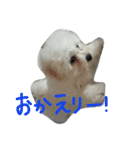 marubin（個別スタンプ：16）
