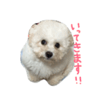 marubin（個別スタンプ：19）