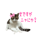 ROPPONGI CAT（個別スタンプ：2）