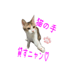 ROPPONGI CAT（個別スタンプ：8）